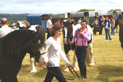 schull_show